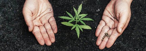 семена конопли от Errors Seeds